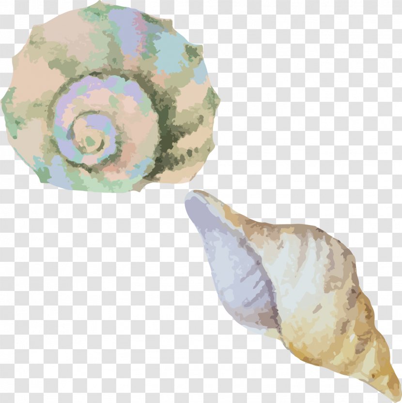Sea Snail Conch Seashell - Watercolor Material Transparent PNG