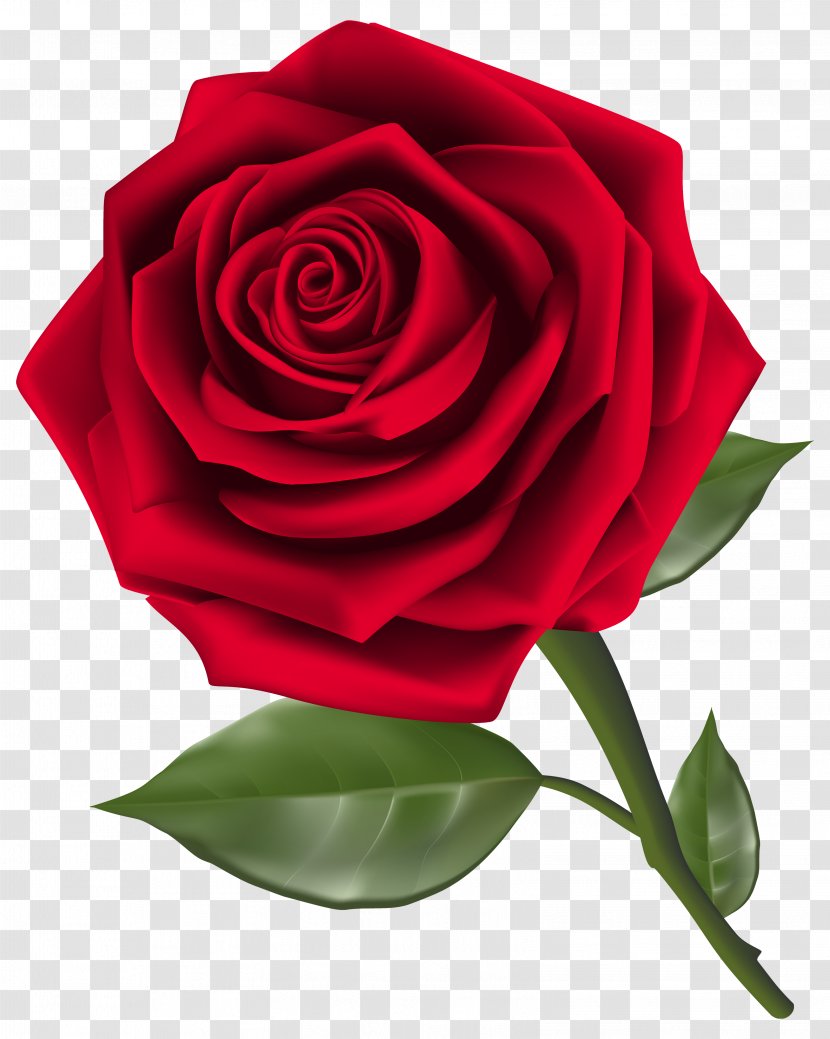 Rose Flower Clip Art - Garden Roses - Amulet Transparent PNG