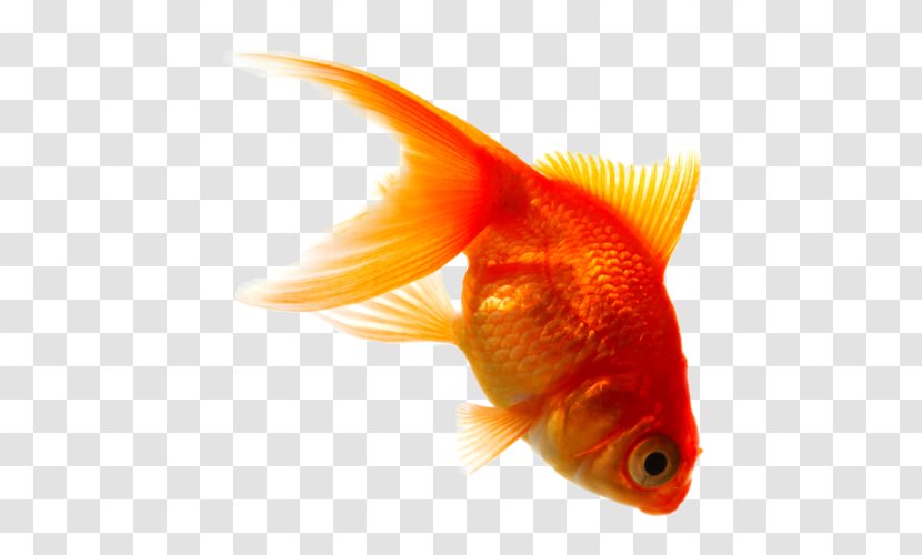 Goldfish Sabze Haft-sin Design Mandarinfish - Cyprinidae Transparent PNG