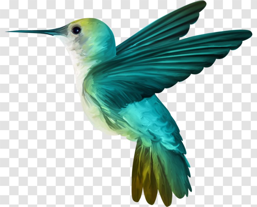 Hummingbird Desktop Wallpaper Clip Art - Coraciiformes - Bird Transparent PNG