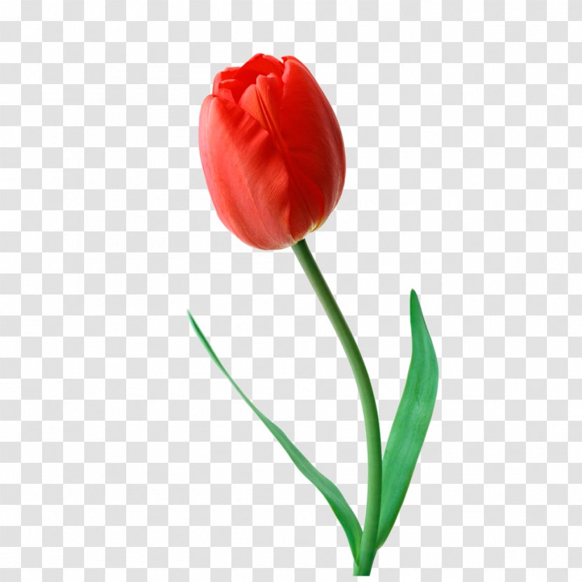 Tulip Flower Bouquet Transvaal Daisy Garden Roses - Petal Transparent PNG
