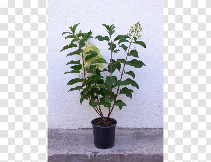 Tree Flowerpot Shrub Evergreen Viburnum - Houseplant Transparent PNG