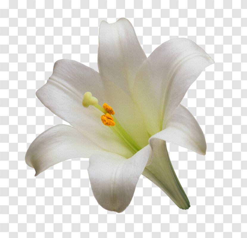 Madonna Lily Cut Flowers Tiger Easter - Flowering Plant - Flower Transparent PNG