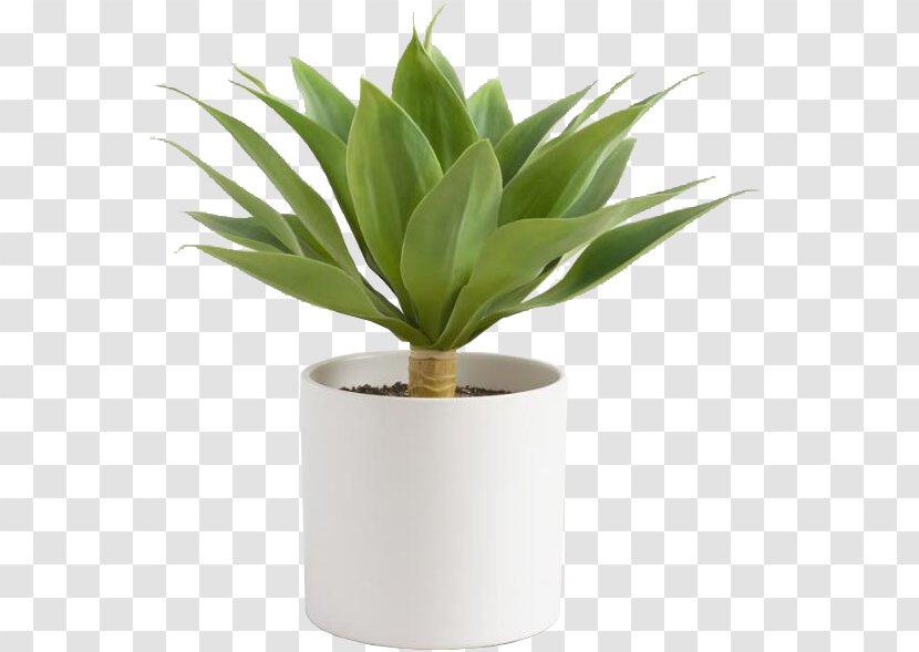 Cost Plus World Market Flowerpot Century Plant Furniture Transparent PNG