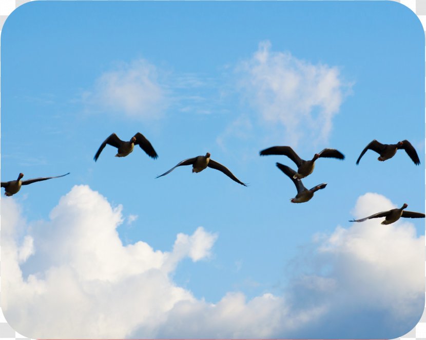 Canada Goose Bird Migration Water - Cloud - Wild Geese Fly Transparent PNG