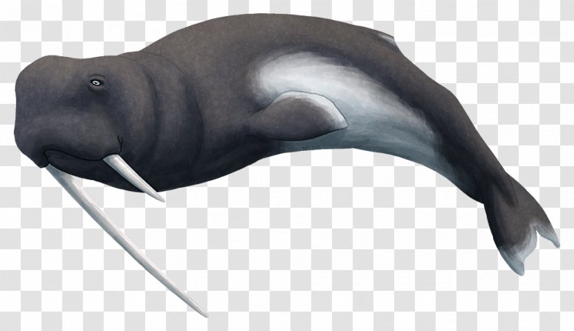 Walrus Sea Lion Odobenocetops Dolphin Cetaceans - Therapsid Transparent PNG
