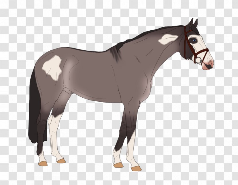 Colt Stallion Mustang Foal Pony Transparent PNG