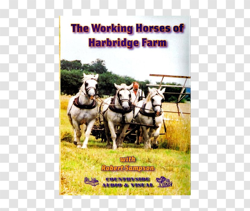 Shire Horse Mule Stallion Harnesses Draft - Cart - Donkey Transparent PNG