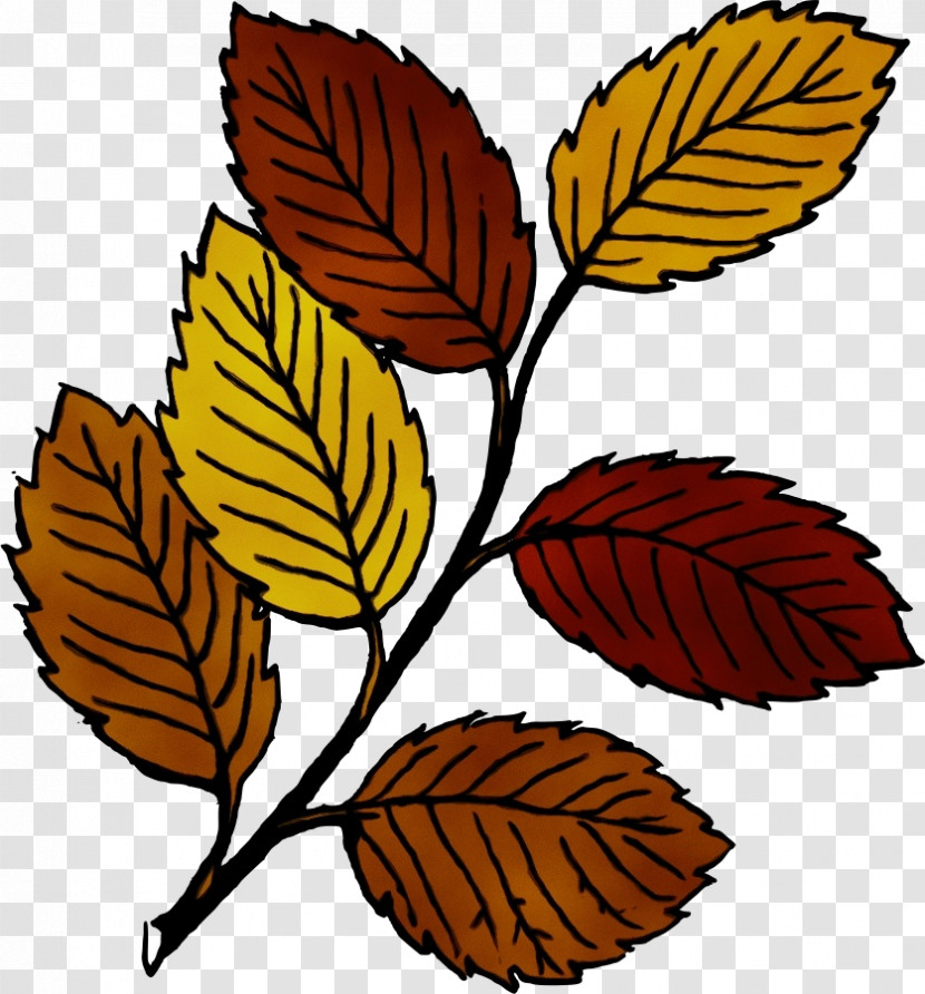 Drawing Leaf Autumn Leaf Color Cartoon Color Transparent PNG