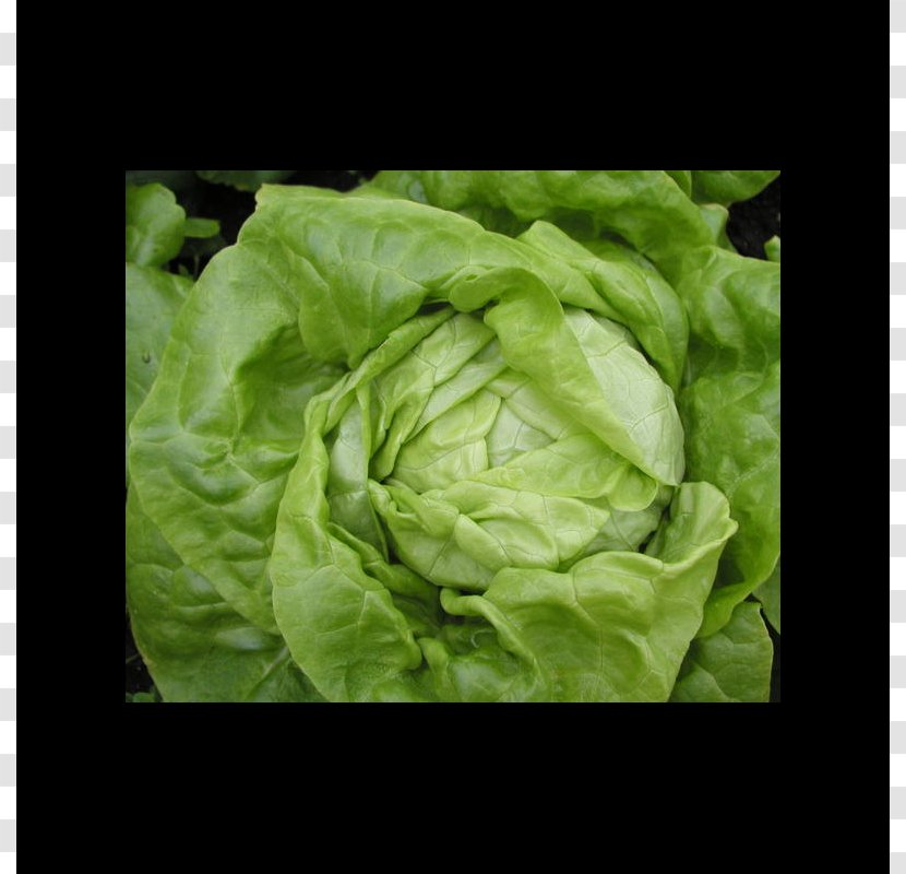 Romaine Lettuce Celtuce Leaf Vegetable Salad Transparent PNG