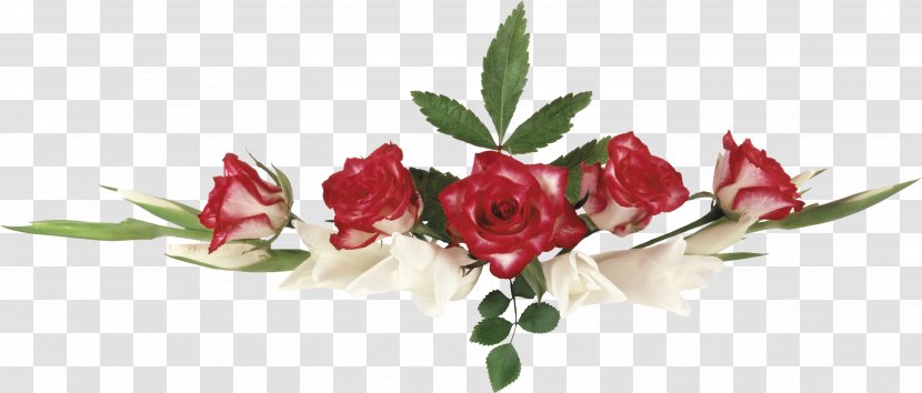 Garden Roses Vignette Rosa Mystica Syktyvkar Forest Institute Text - Gif Transparent PNG