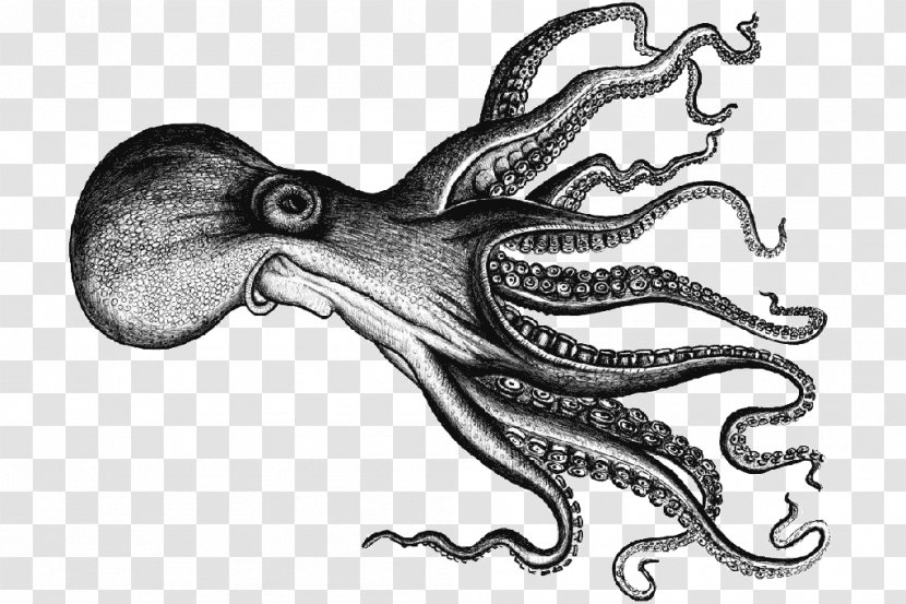 Octopus Squid Swordfish Black Scabbardfish - Cuttlefish - Fish Transparent PNG