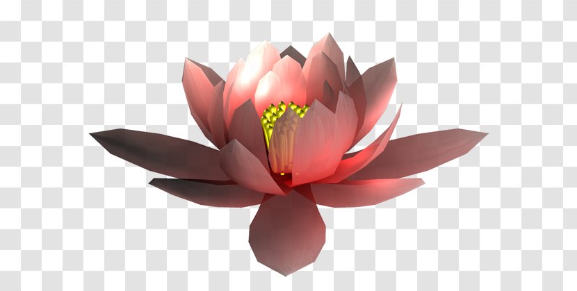 MTN Group - Lotus Family - Flower Transparent PNG