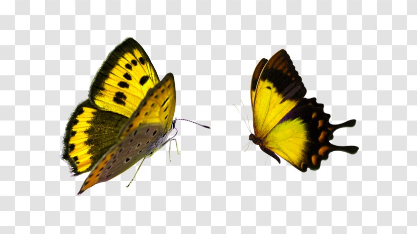 Butterfly Gardening Desktop Wallpaper Clip Art Transparent PNG