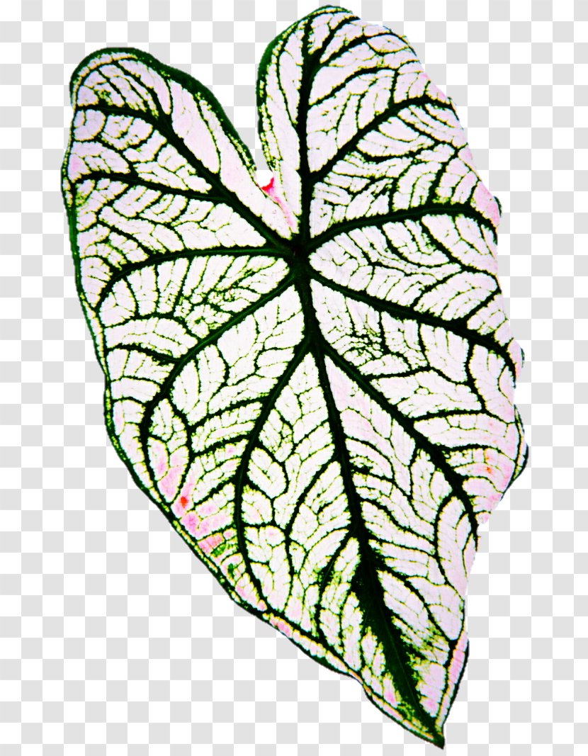 Leaf Bulb Lilium Green Red Transparent PNG