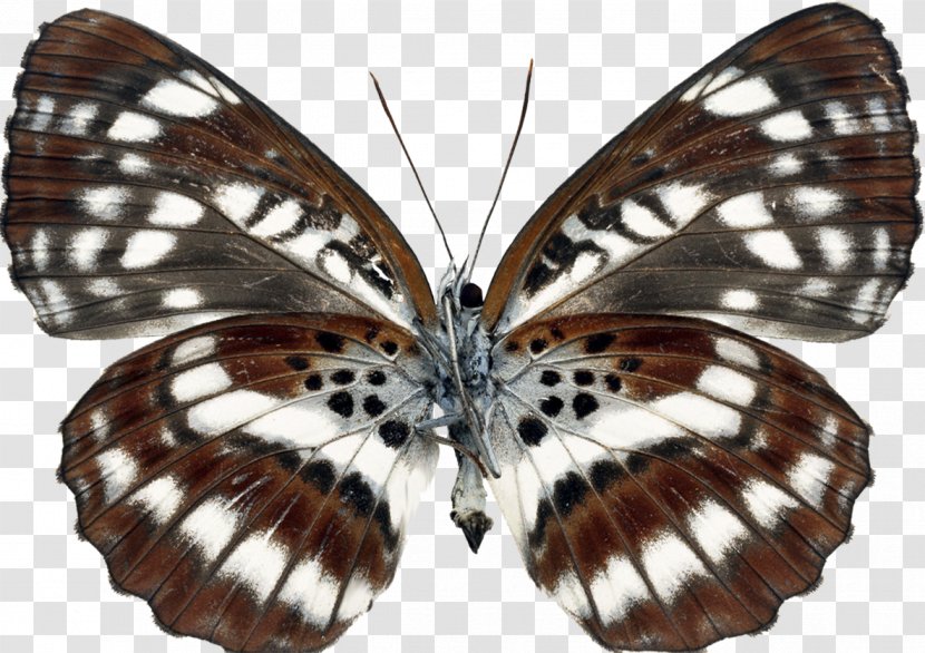 Brush-footed Butterflies Moth Gossamer-winged Butterfly Transparency And Translucency - Arthropod Transparent PNG