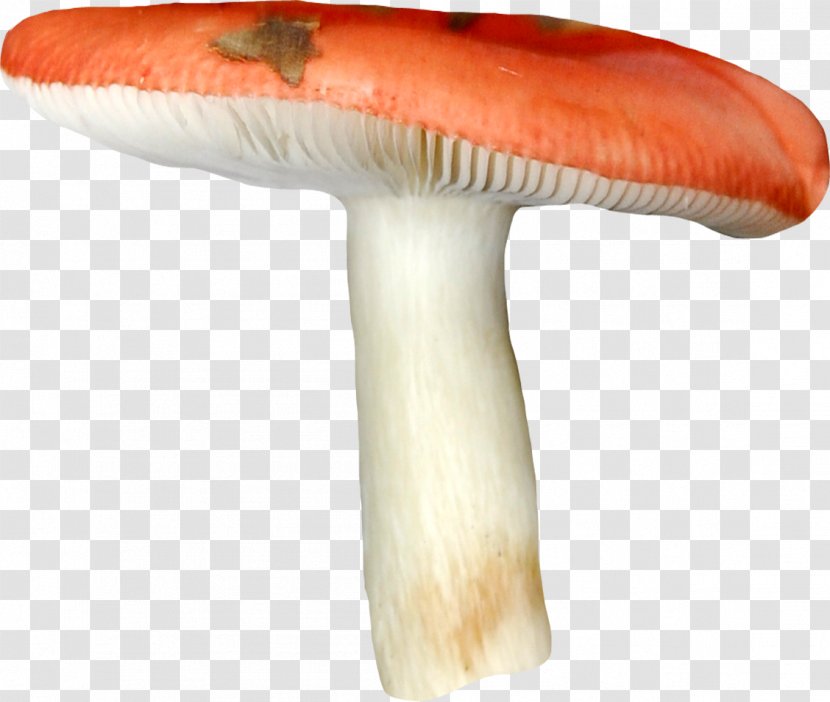 Edible Mushroom Russula Fungus - Brown Cap Boletus Transparent PNG