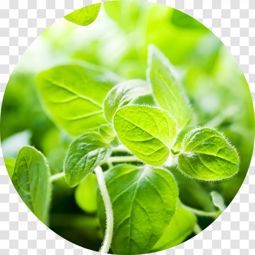 Oregano Essential Oil Herb Food - Herbalism Transparent PNG