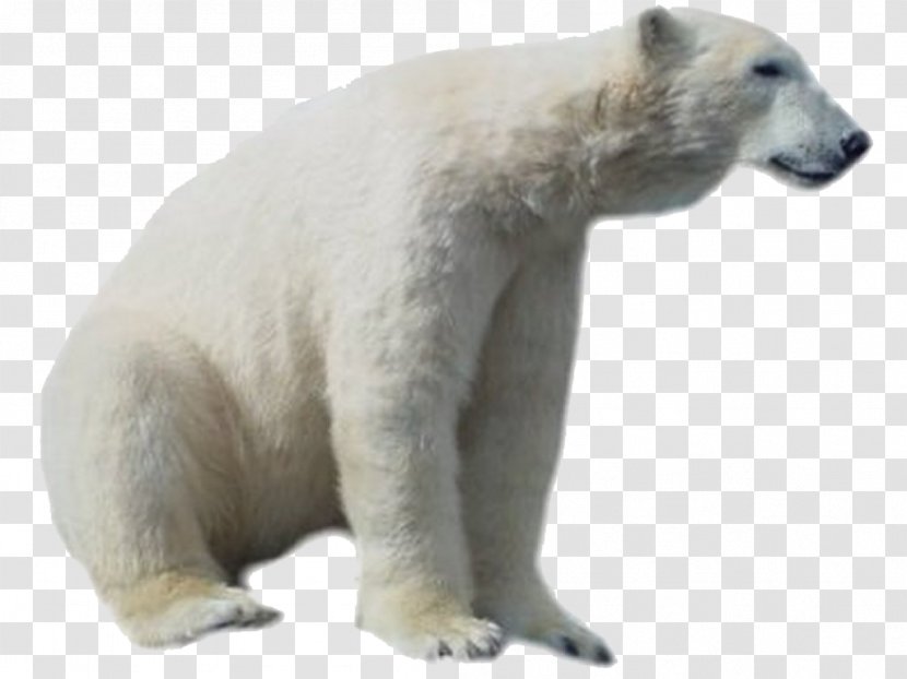 Polar Bear Clip Art - Carnivoran - HD Transparent PNG