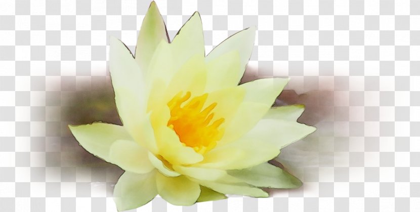 Petal Flower Yellow Plant Water Lily - Aquatic - Amaryllis Family Wildflower Transparent PNG