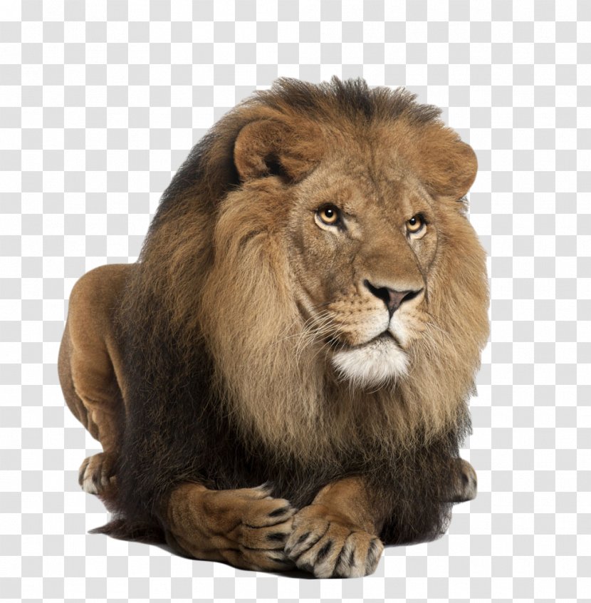 Lion Tiger Felidae Clip Art - Cat Like Mammal - Get Down Front Lionhead Transparent PNG
