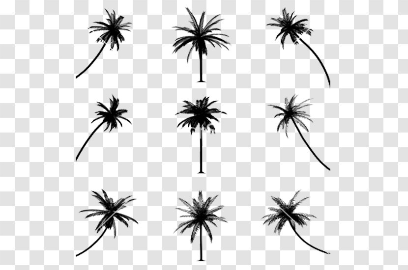 Drawing Arecaceae Line Art - Stock Photography - Silhouette Transparent PNG