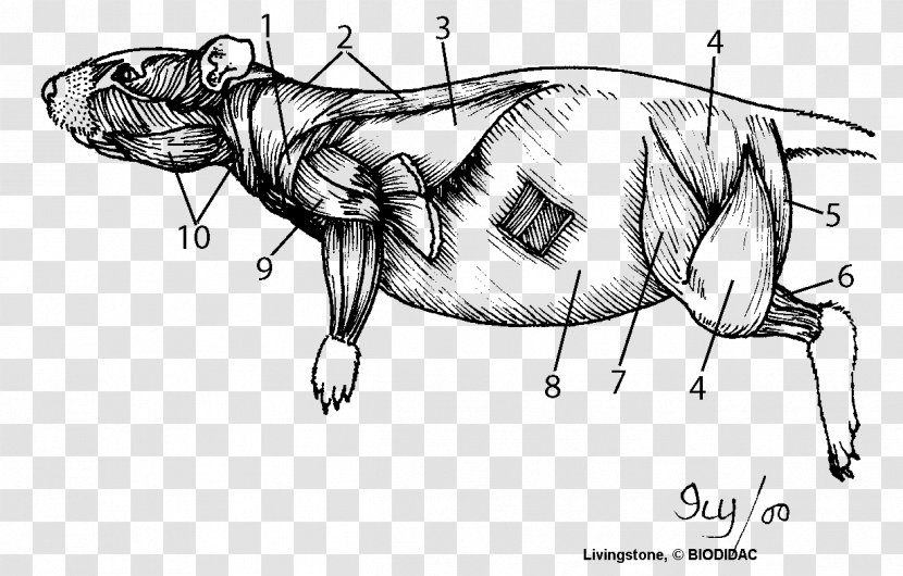 Rat Dissection Muscle Anatomy Human Body - Frame - & Mouse Transparent PNG