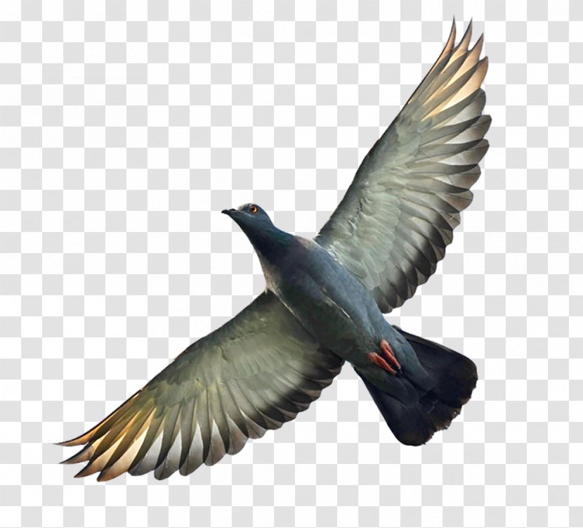 Homing Pigeon Columbidae Bird Flight Wing - Domestic - Gray Transparent PNG