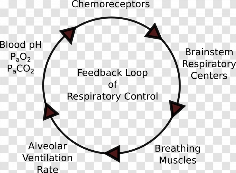 Negative Feedback Respiration Respiratory System Causal Loop Diagram - Tree - Positive Transparent PNG