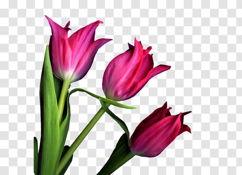 Tulip Cut Flowers Plant Stem Petal Transparent PNG