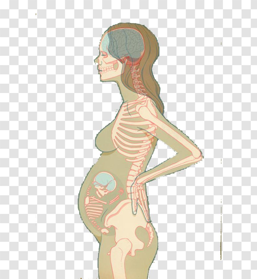 U5b55u5987 Illustration - Silhouette - Of Pregnant Women With Bones Transparent PNG