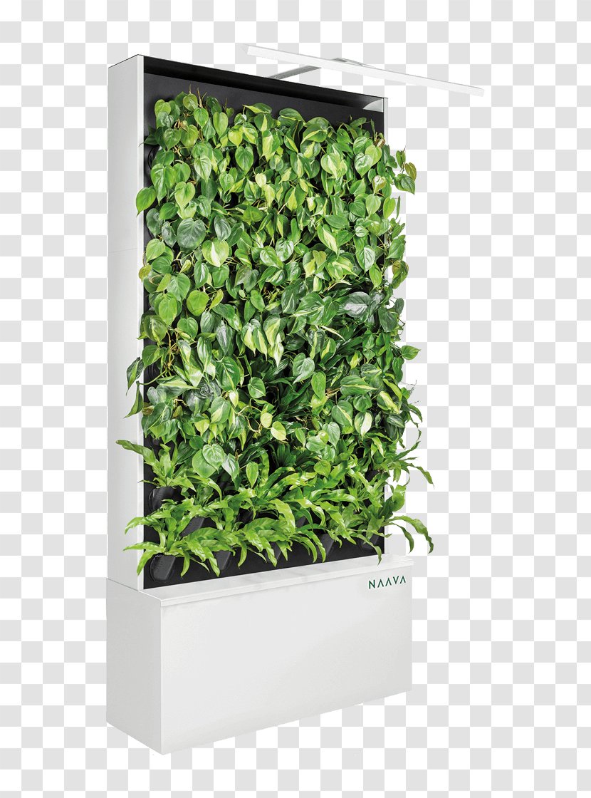 Green Wall Vine Design Clip Art - Herb - Shrub Transparent PNG