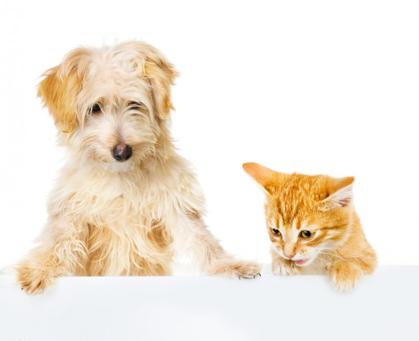 Dog–cat Relationship Pet Stock Photography - Dog Like Mammal Transparent PNG