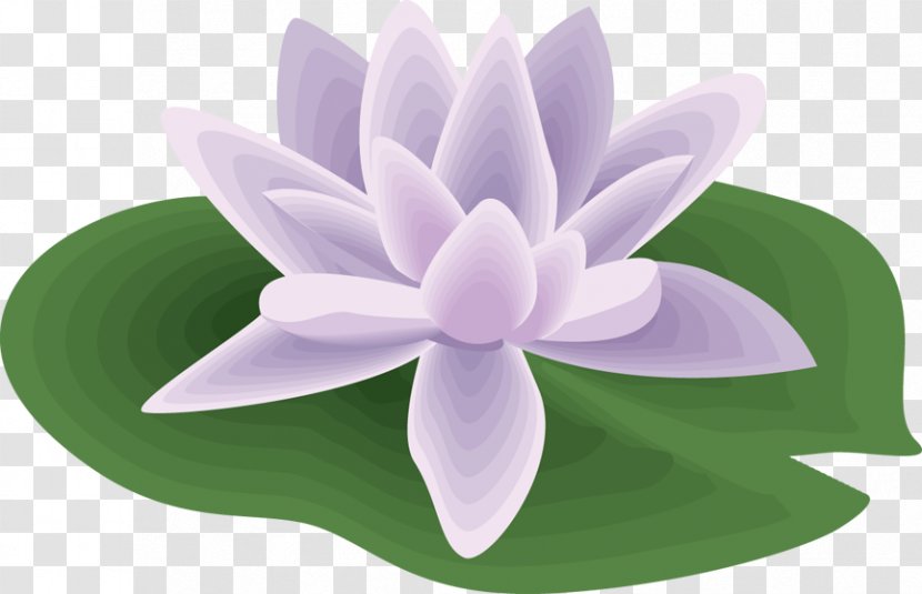Water Lilies Nelumbo Nucifera Clip Art - Petal Transparent PNG