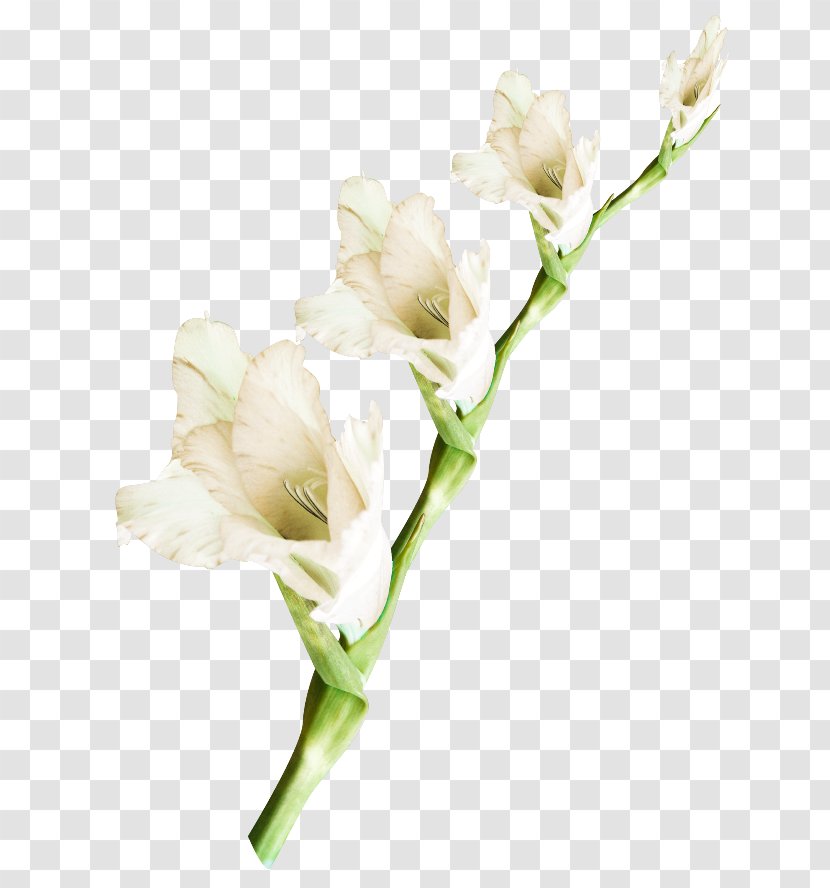 Cut Flowers Plant - Tulip - Gladiolus Transparent PNG