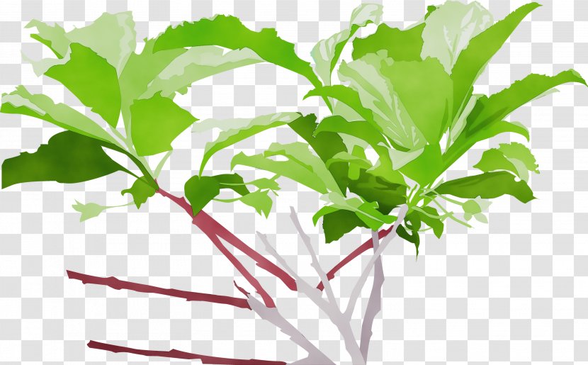 Parsley - Leaf Vegetable - Herbal Arugula Transparent PNG
