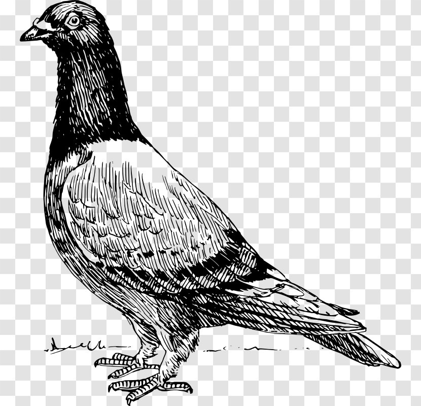 Homing Pigeon American Show Racer Old Dutch Capuchine Columbidae Bird - Black And White Transparent PNG