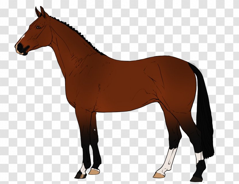 Stallion Arabian Horse Mare Mustang Mane - Like Mammal Transparent PNG