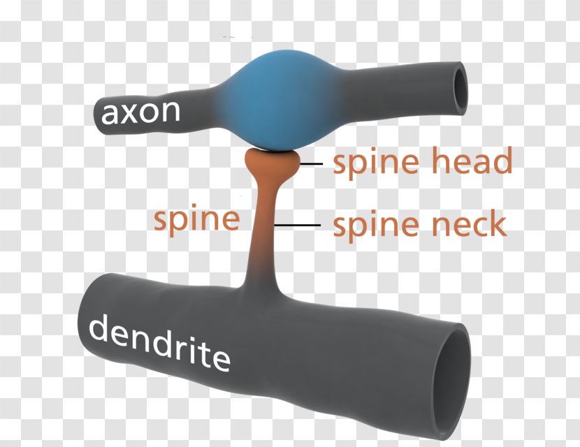 Dendritic Spine Dendrite Brain Size - Deep Learning Transparent PNG