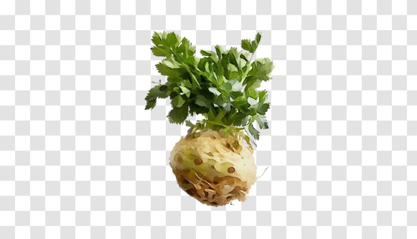 Parsley - Celeriac Herb Transparent PNG