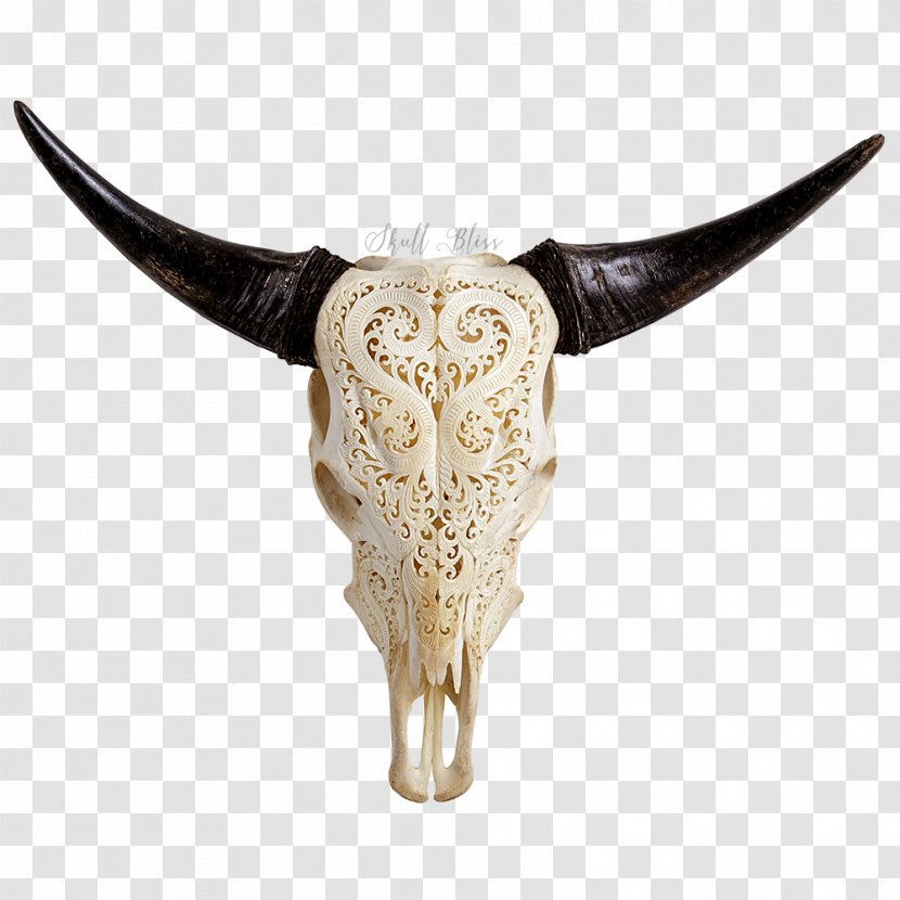 Texas Longhorn Animal Skulls Bull - Anatomy - Skull Transparent PNG