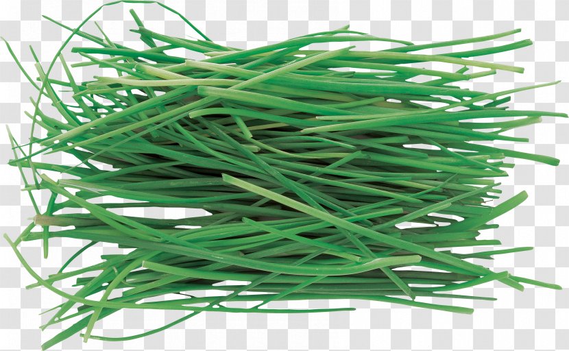 Vegetable Herb Allium Fistulosum Pianta Aromatica Onion - Ingredient - Garlic Transparent PNG