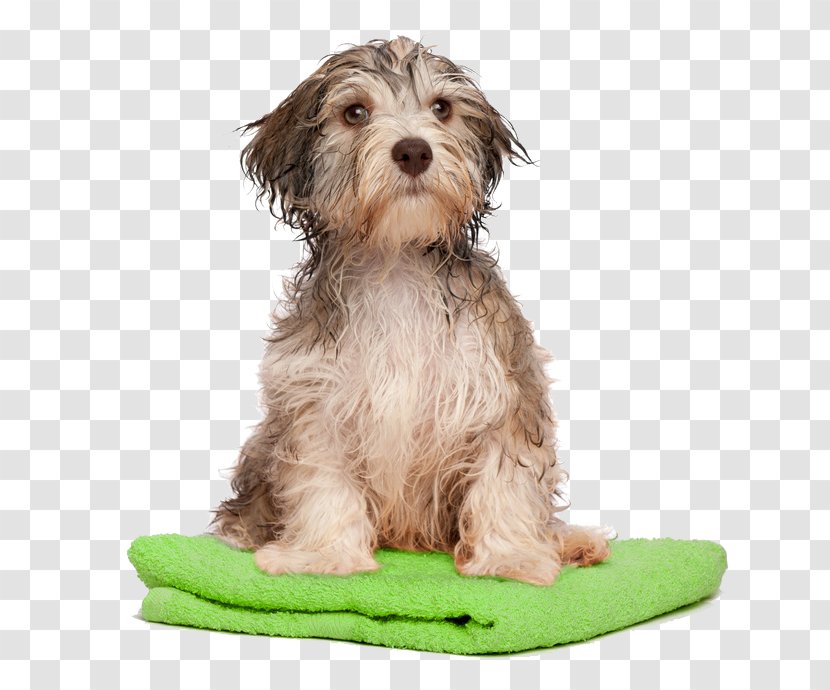 Havanese Dog Grooming Puppy Shih Tzu Pet - Daycare Transparent PNG