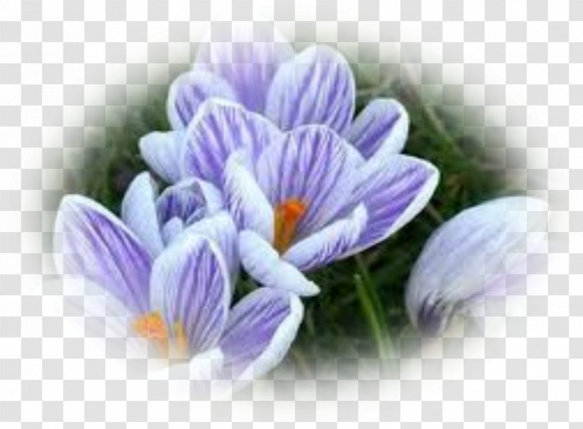 Flower Crocus Violet Plant Bulb - Bud Transparent PNG