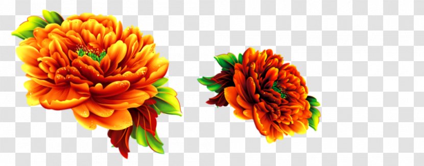 Chrysanthemum Flower - Fact - Decorative Transparent PNG