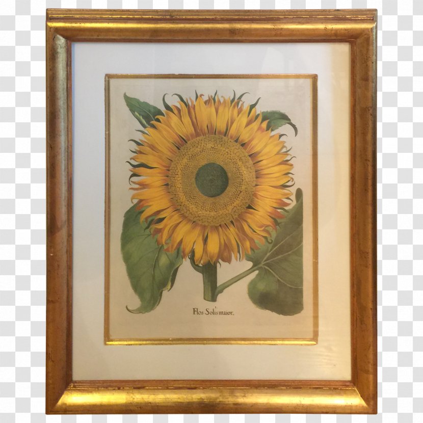 Common Sunflower Hortus Eystettensis Botanical Illustration Botany - Flower Transparent PNG