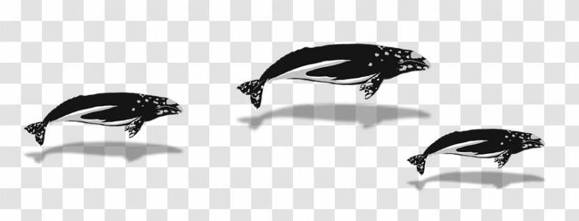 Beak Flightless Bird - Monochrome - Whale Watching Transparent PNG