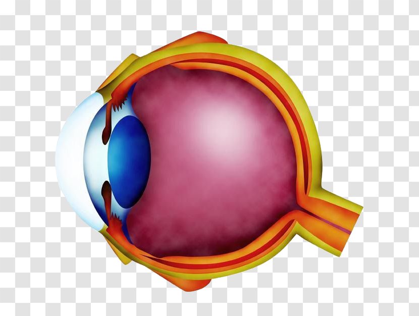 Hypermetropia Refractive Error Near-sightedness Eye Ophthalmology - Watercolor - The Internal Structure Of Diagram Transparent PNG
