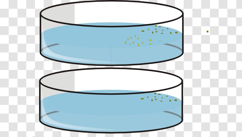 Petri Dishes Drawing Cylinder Clip Art - Area Transparent PNG