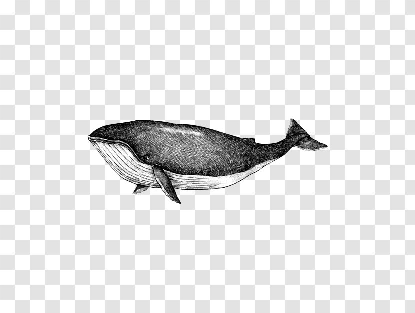 Whales Drawing Vector Graphics Blue Whale Illustration - Dolphin - Pic Transparent PNG